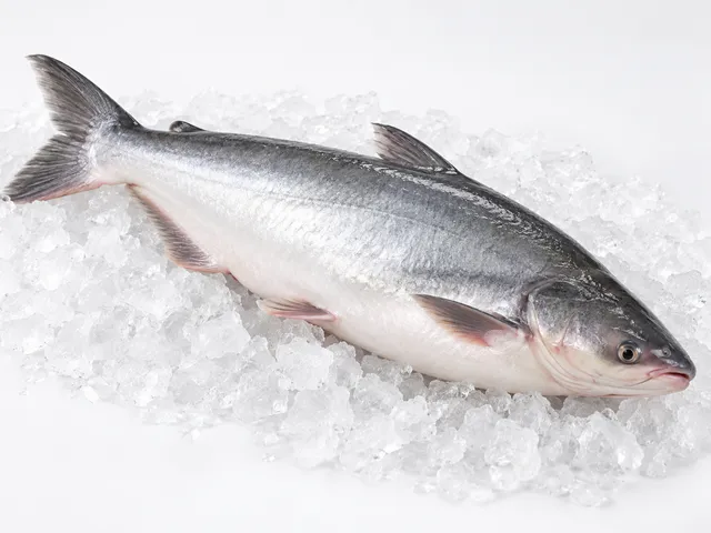 Fish export product sample